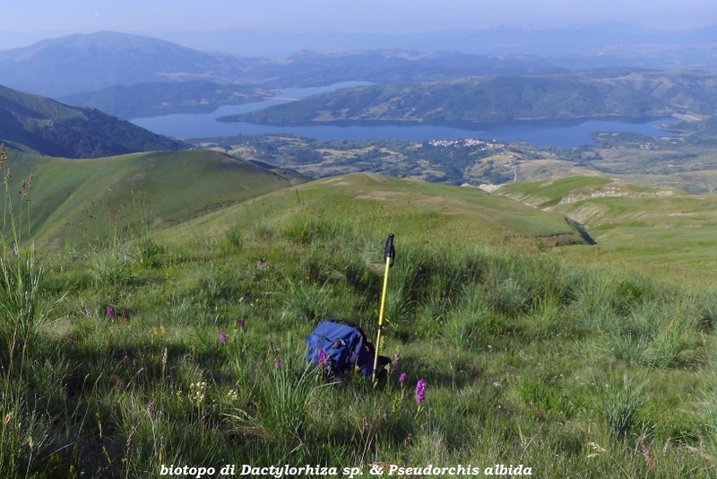 Monte Doro e Cima della Laghetta, le orchidee e i loro ambienti - luglio 2025.
